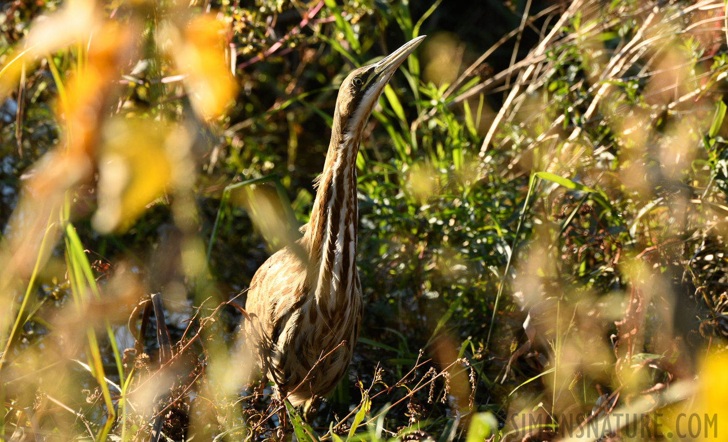 Botaurus lentiginosus [400 mm, 1/640 Sek. bei f / 8.0, ISO 1600]